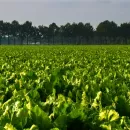 Урожай сахарной свеклы 2022 не подвел Липецкую область